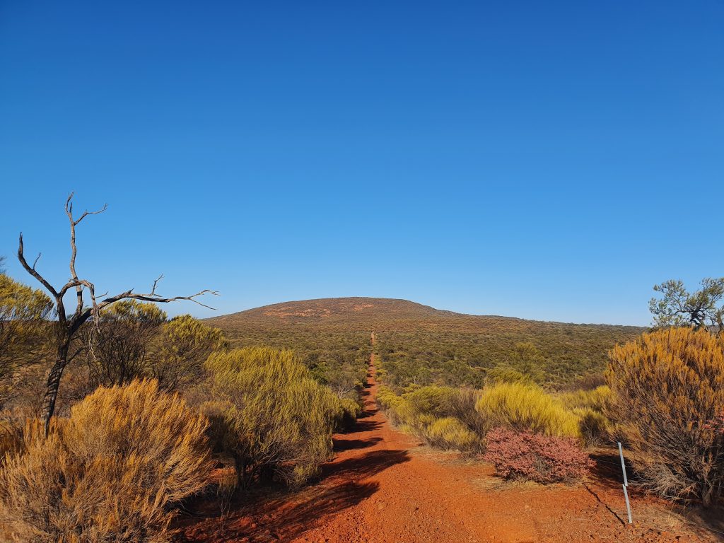 Smokebush Western Australia